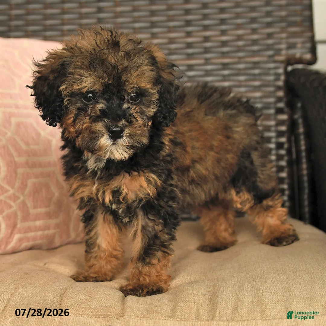 Miniature Poodle dogs for sale: Novalee - Ad 2
