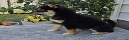Shiba Inu dogs for sale: Turbo - Ad 3