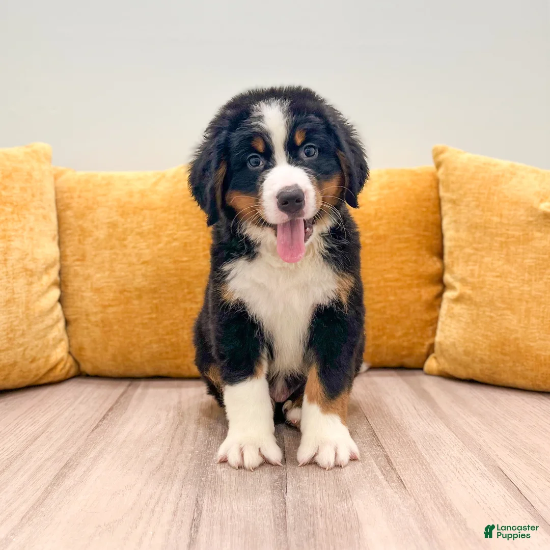 Bernese Mountain Dog dogs for sale: Boone - Ad 1