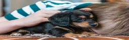 Miniature Dachshund dogs for sale: Pippa - Ad 3