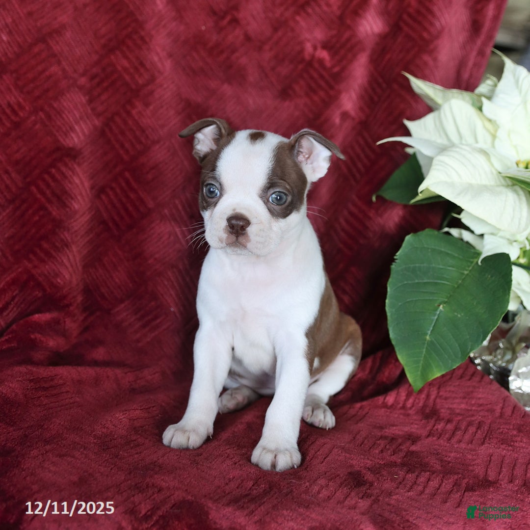 Boston Terrier dogs for sale: Bonnie - Ad 5