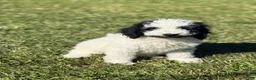 Goldendoodle dogs for sale: Oreo  - Ad 1