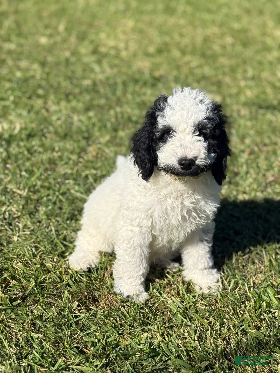 Goldendoodle dogs for sale: Oreo  - Ad 1