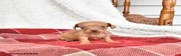Miniature Dachshund dogs for sale: Graham - Ad 3