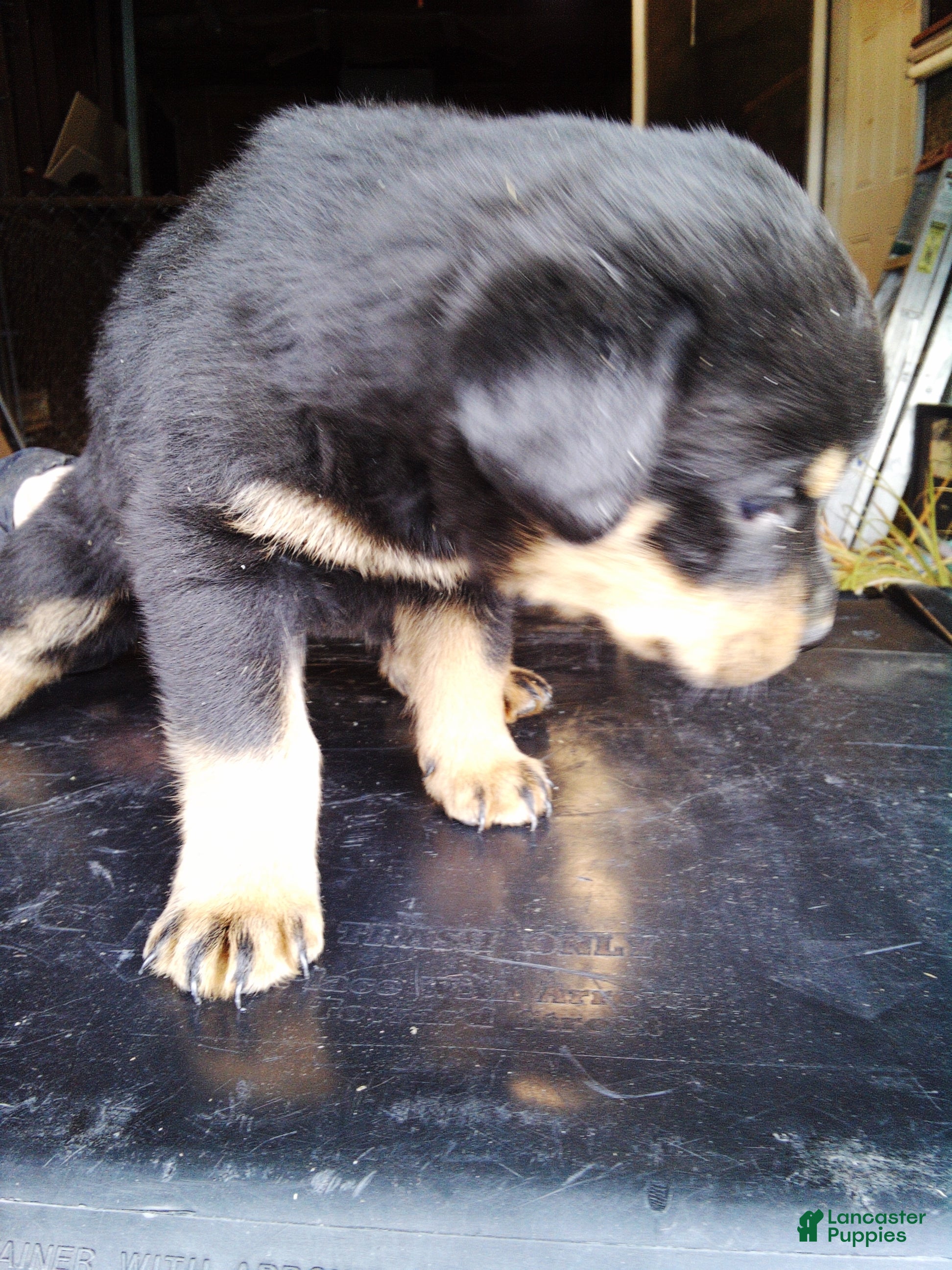 Rottweiler dogs Rottweiler Puppy 2 - Ad 25