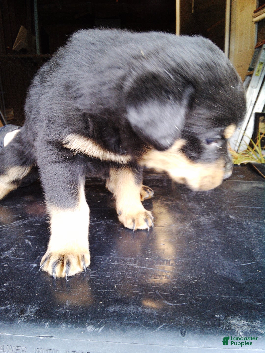 Rottweiler dogs for sale: Rottweiler Puppy 2 - Ad 1