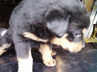 Rottweiler dogs Rottweiler Puppy 2 - Ad 21