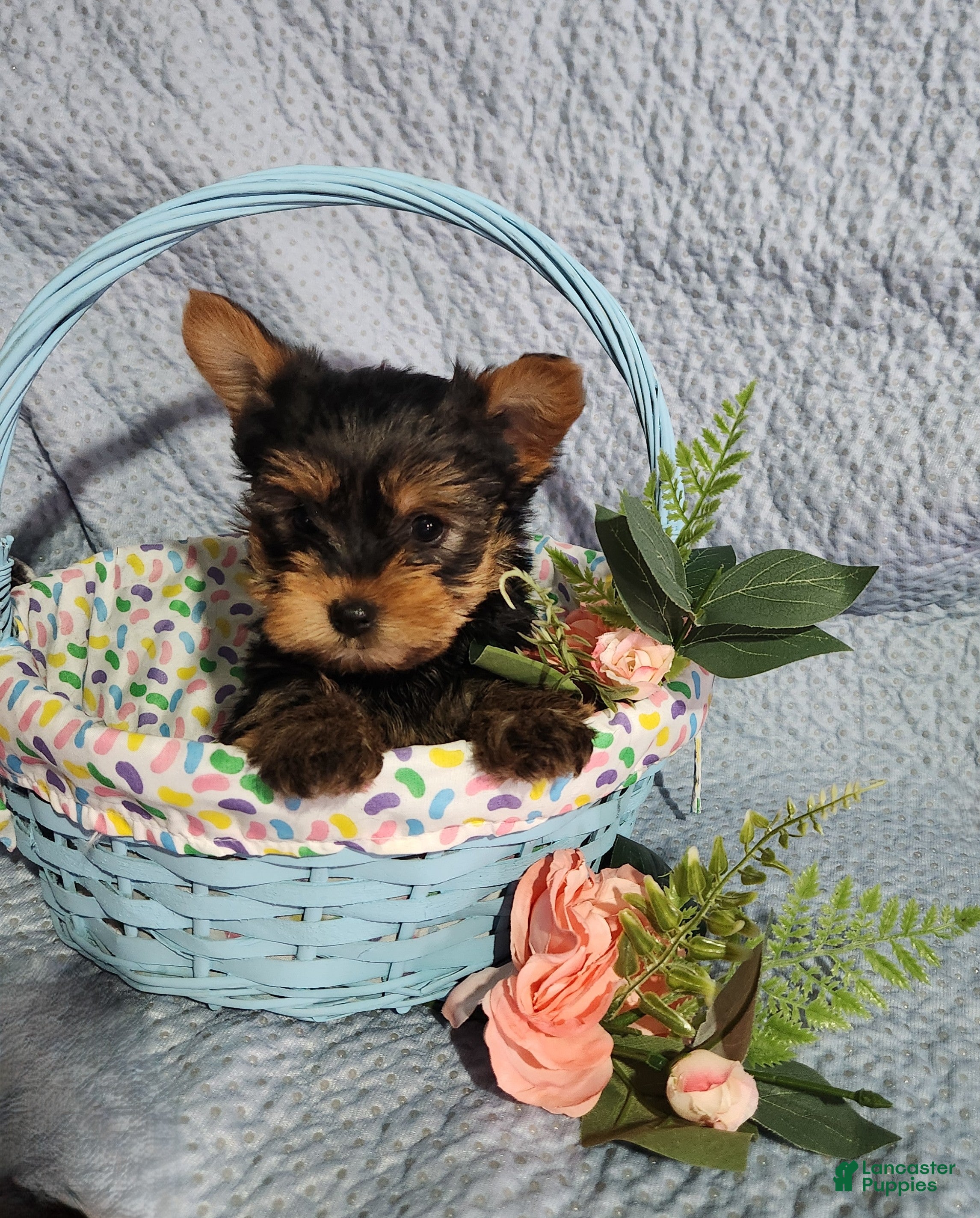 Yorkshire Terrier dogs Sassy - Ad 1