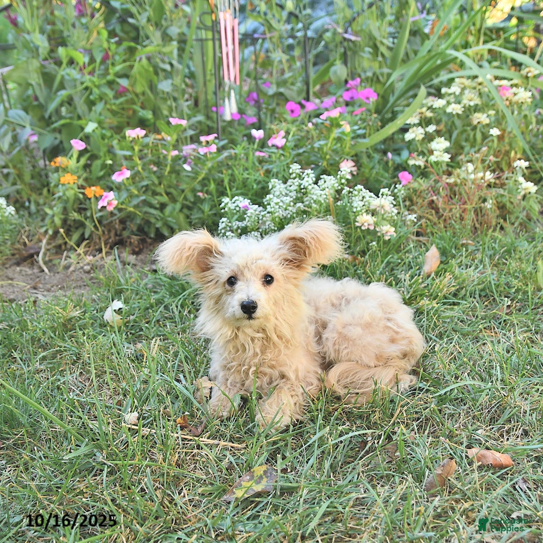 Pomapoo dogs for sale: Emily - Ad 4