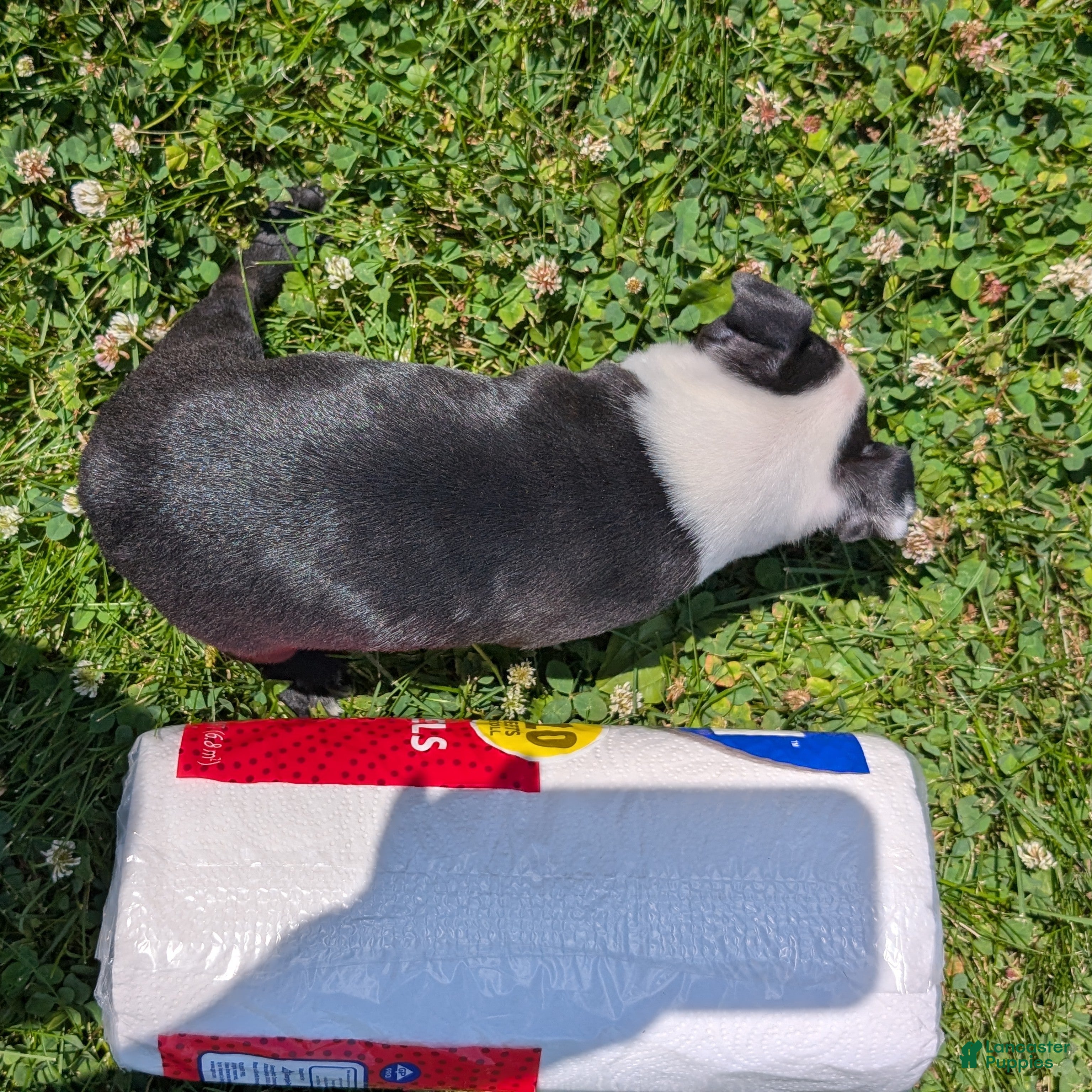 Boston Terrier dogs Hershey - Ad 2