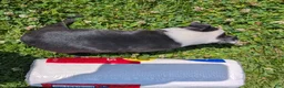 Boston Terrier dogs for sale: Hershey - Ad 2