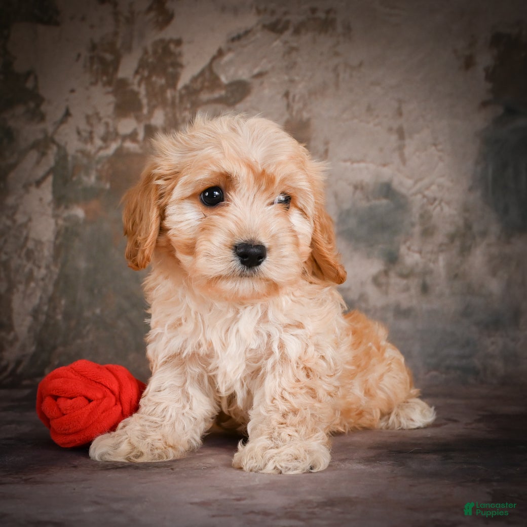 Cavachon dogs for sale: Jolene - Ad 5
