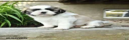 Shih Tzu dogs for sale: Hansel - Ad 1