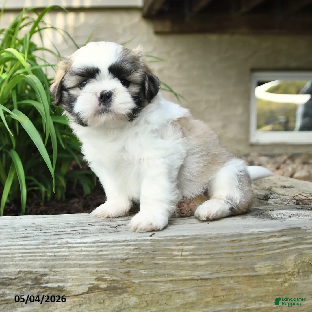Shih Tzu dogs for sale: Hansel - Ad 1