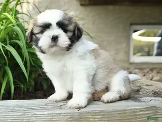 Shih Tzu dogs for sale: Hansel - Ad 3
