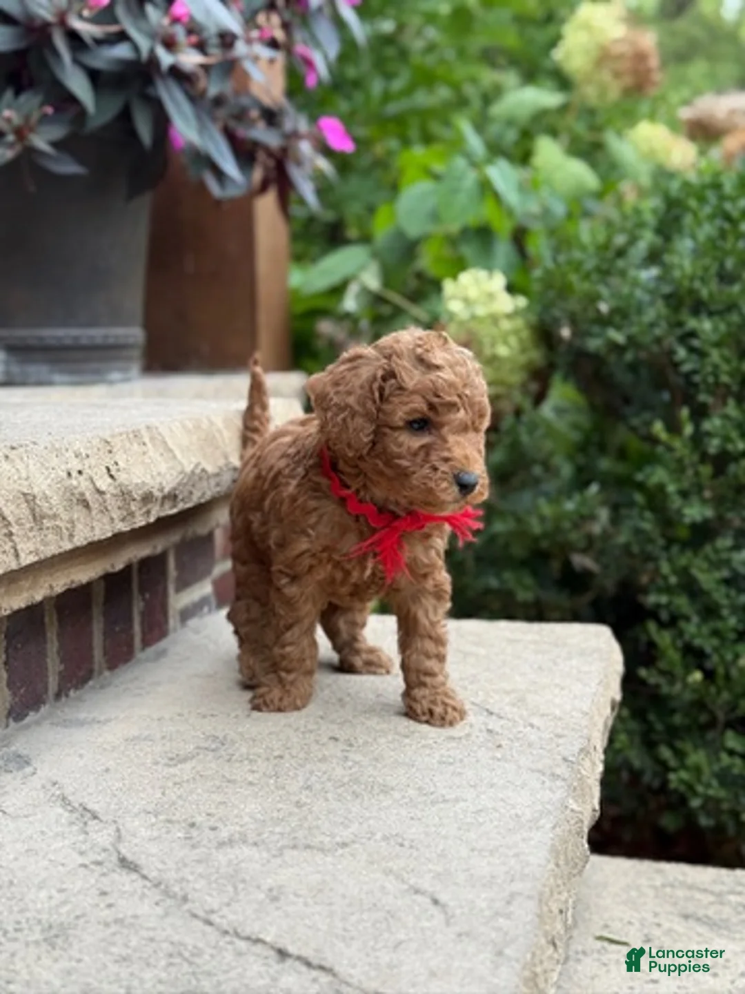 Standard Poodle dogs for sale: Bentley - Moyen Size Poodle - Ad 9