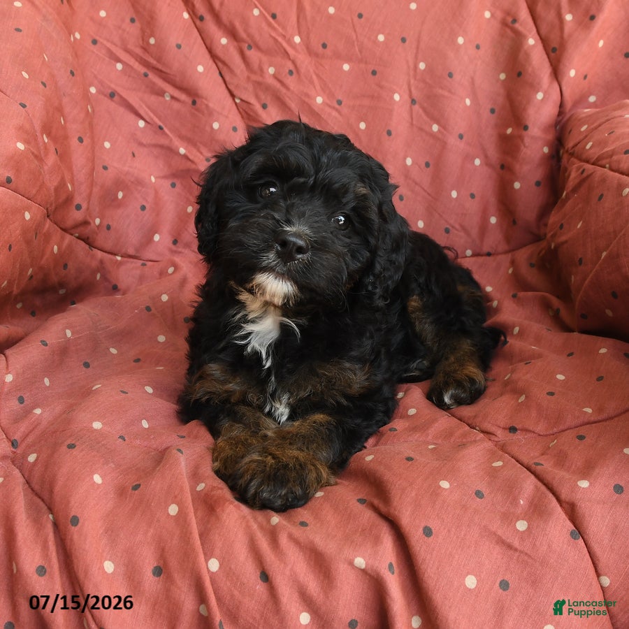 Mini Bernedoodle dogs Blaze - Ad 2
