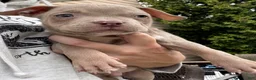American Bully dogs for sale: Marshall  - Ad 4