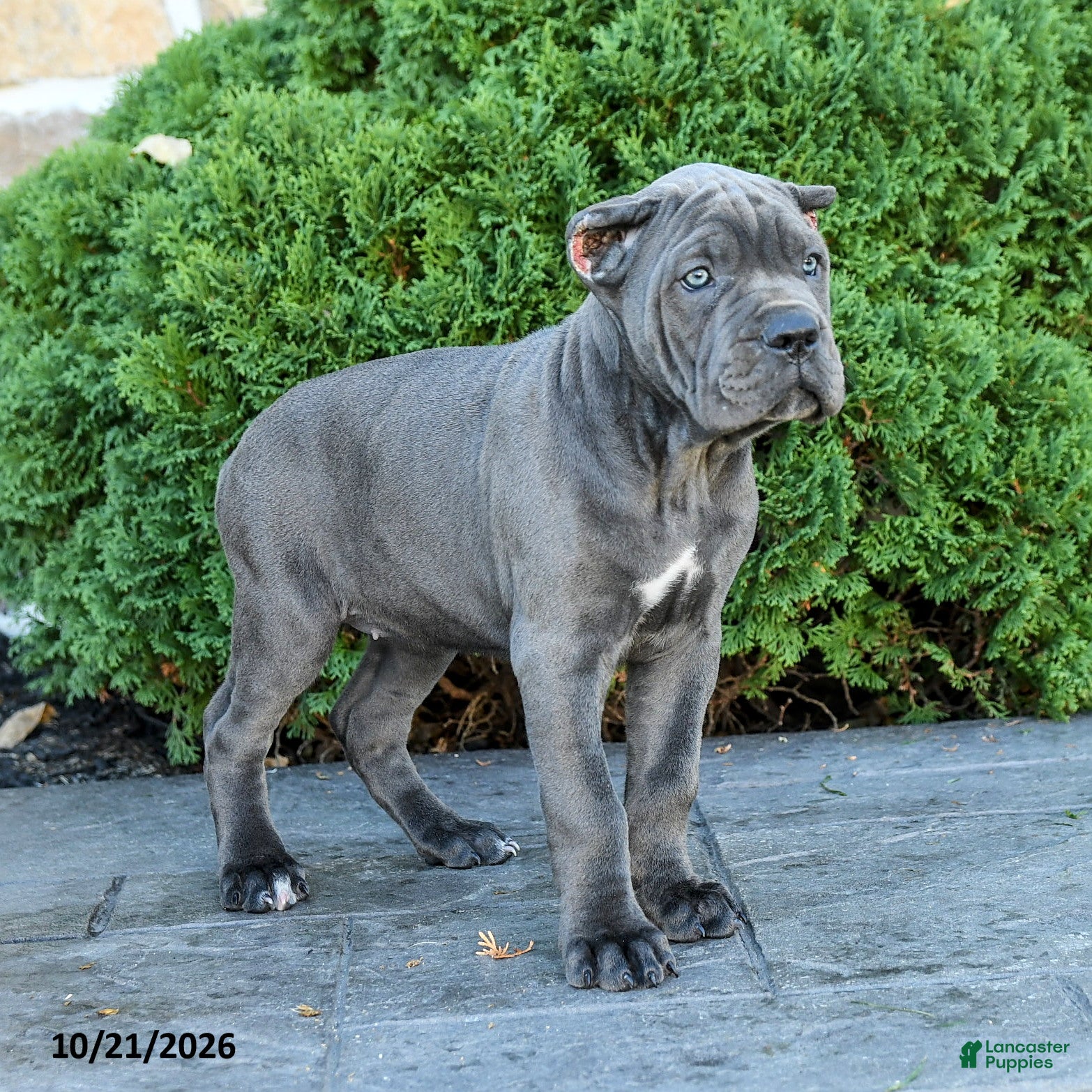 Cane Corso dogs Liberty - Ad 2