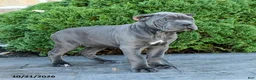 Cane Corso dogs for sale: Liberty - Ad 2