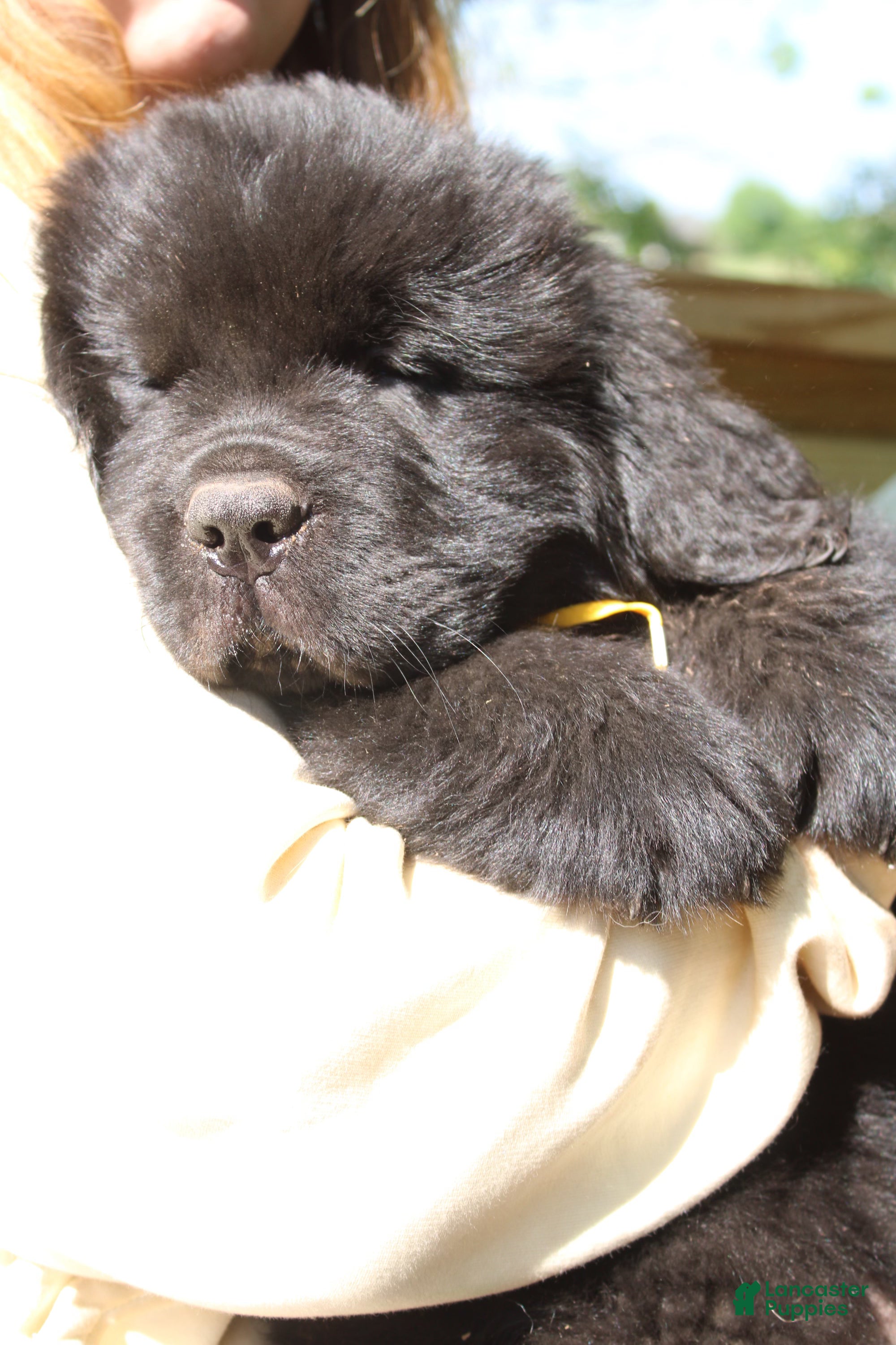 Newfoundland dogs BumbleBee - Ad 1
