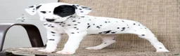 Dalmatian dogs for sale: Princess - Ad 8