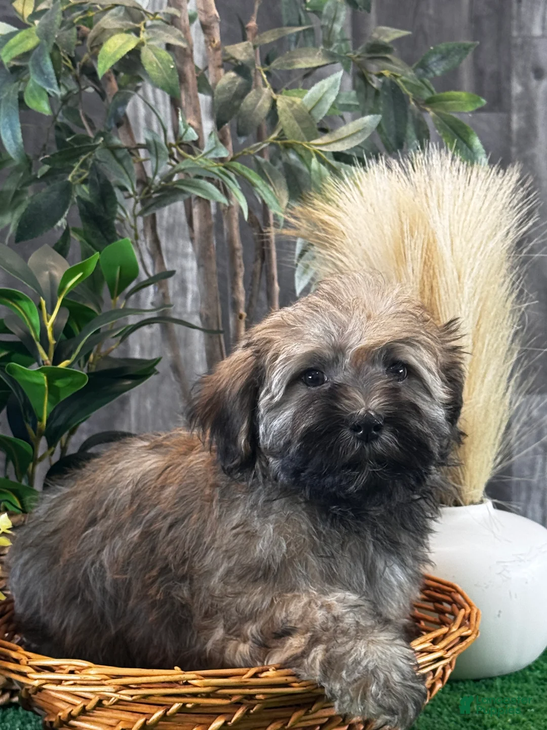 Havanese dogs for sale: Henry  - Ad 4