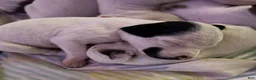 Mixed Breed dogs for sale: Lucky - Ad 7