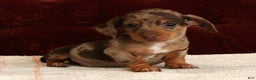 Miniature Dachshund dogs for sale: Kendrix - Ad 10