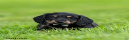 Miniature Dachshund dogs for sale: Benson - Ad 3