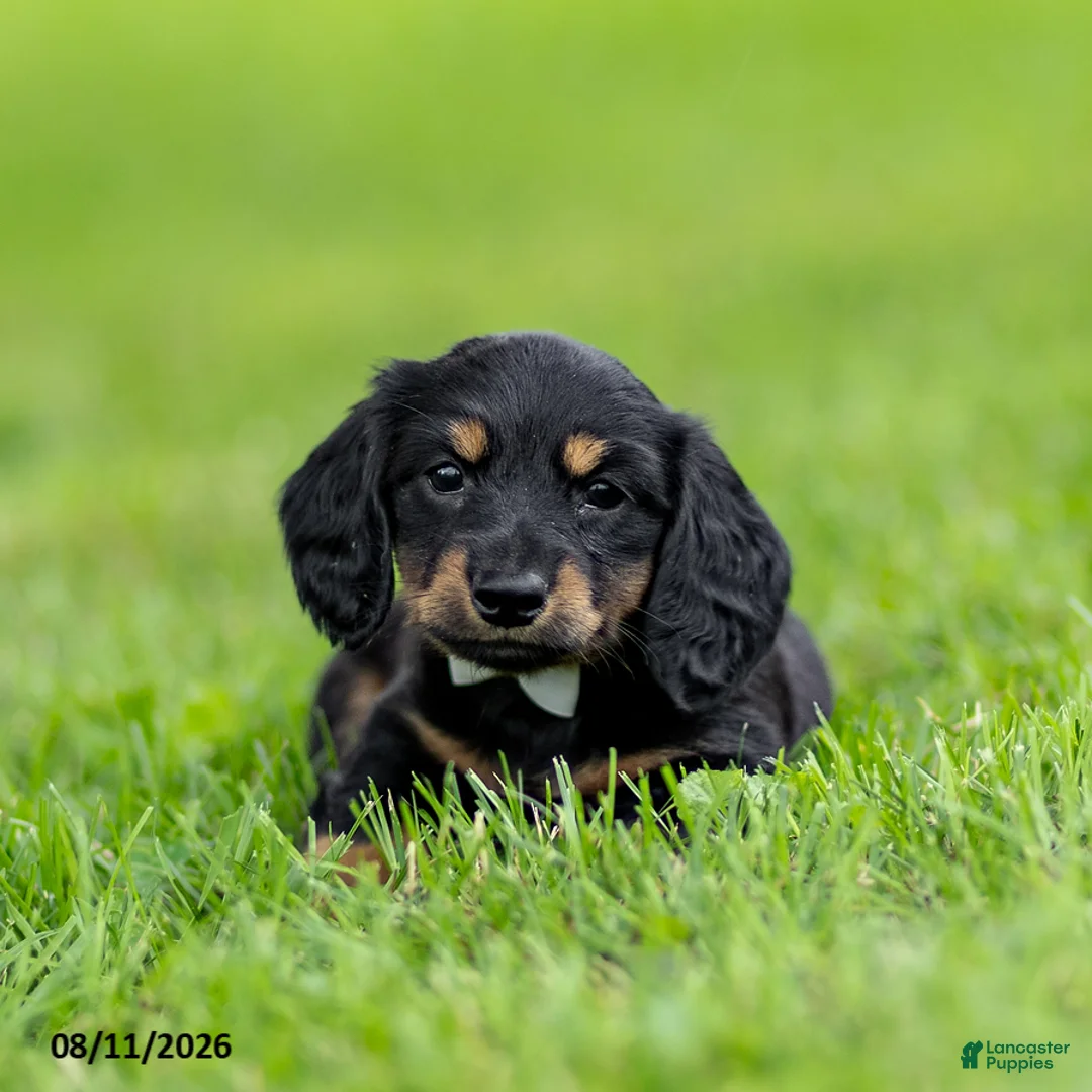 Miniature Dachshund dogs for sale: Benson - Ad 3