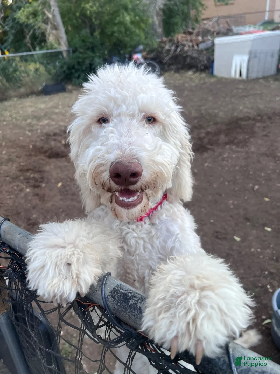 Double Doodle dogs for sale: Double Doodle Puppy 3 - Ad 2