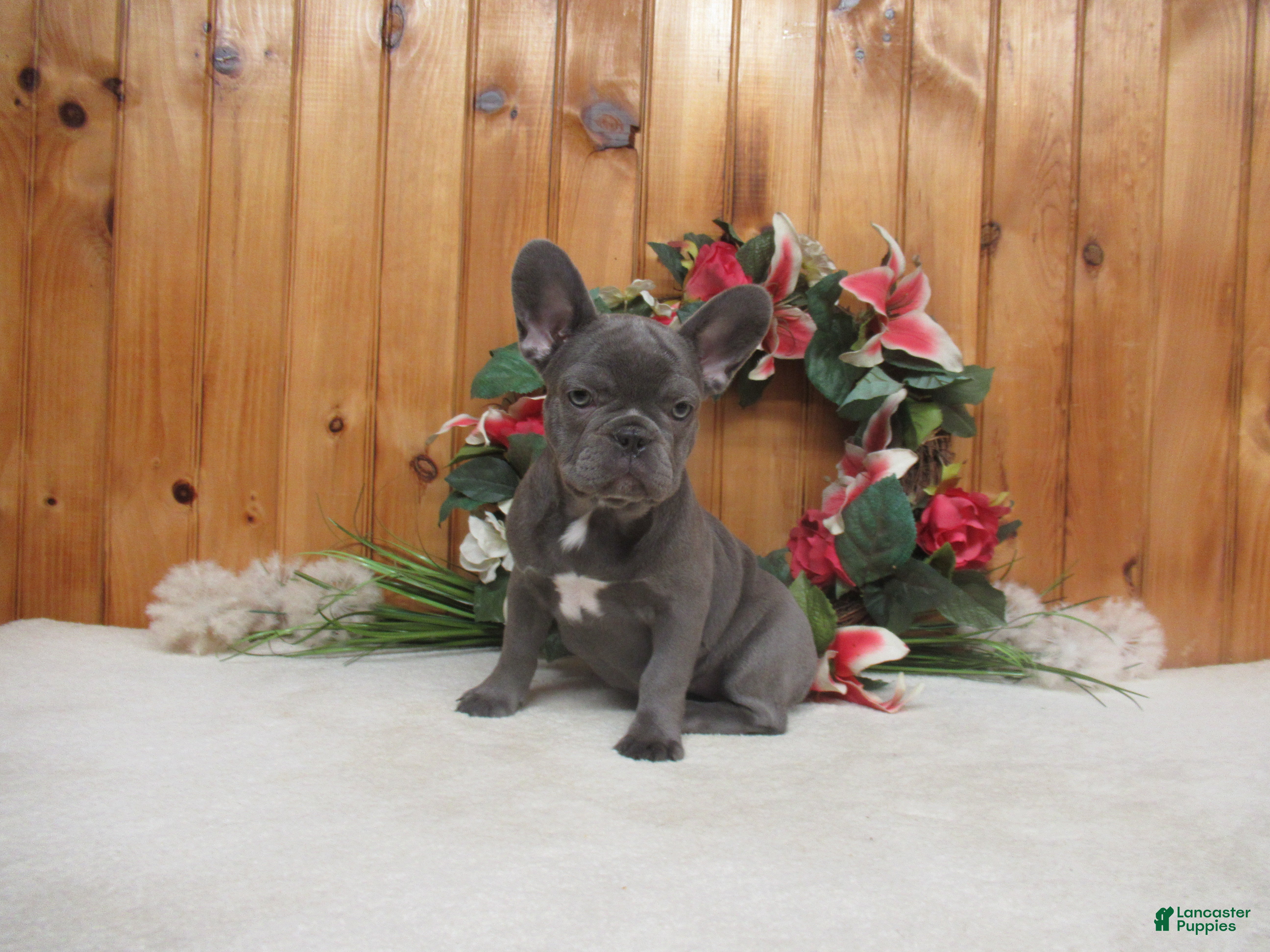 French Bulldog dogs for sale: AKC Raina - Ad 3