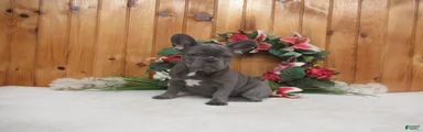 AKC Raina