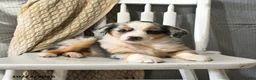 Miniature Australian Shepherd dogs for sale: Tinsel - Ad 3