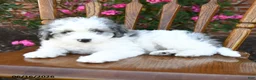 Miniature Poodle dogs for sale: Cuddles - Ad 4