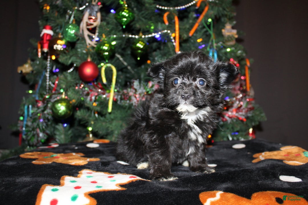 Pomapoo dogs for sale: Belle - Ad 2