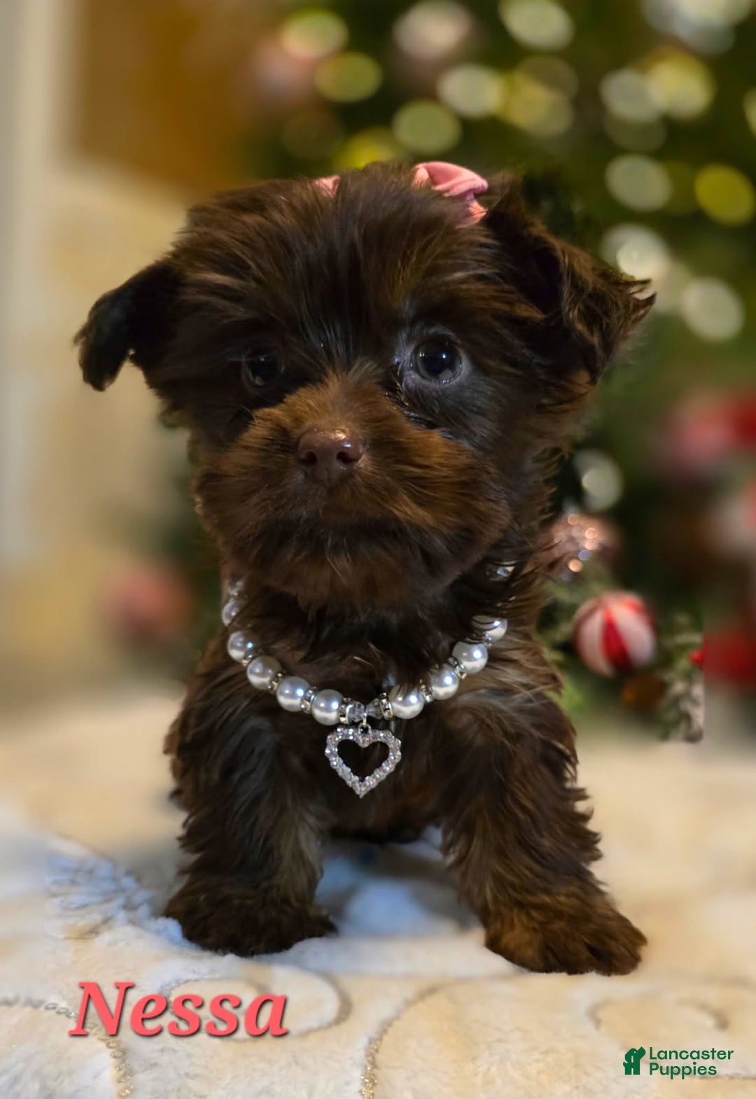 Yorkshire Terrier dogs for sale: Nessa – Girl - Ad 1