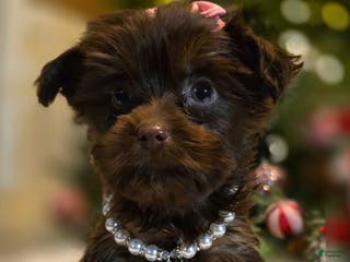 Yorkshire Terrier dogs Nessa – Girl - Ad 5