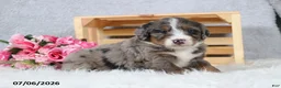 Mini Bernedoodle dogs for sale: Captain - Ad 7