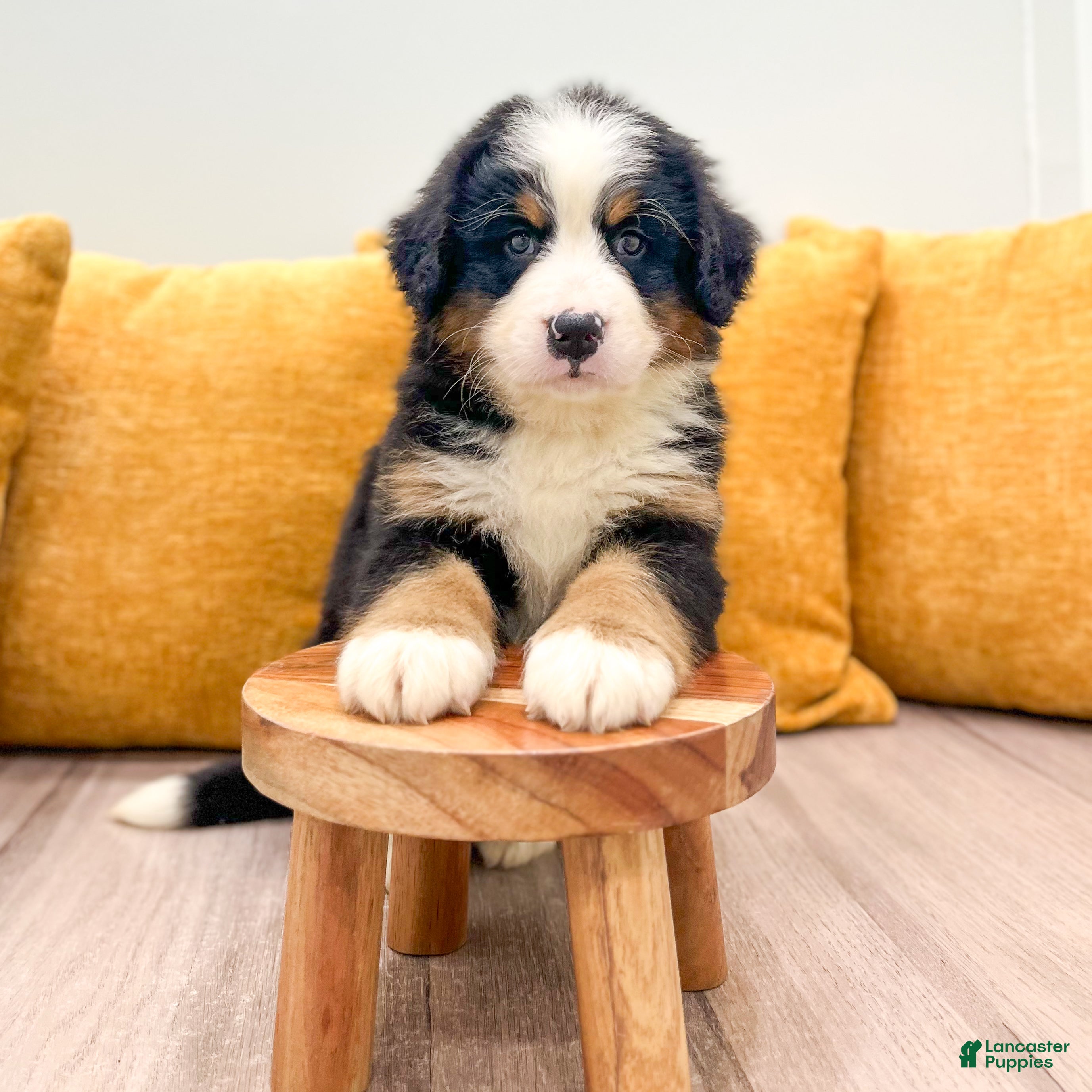 Bernese Mountain Dog dogs Ranger - Ad 2