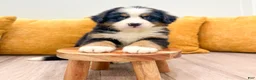 Bernese Mountain Dog dogs for sale: Ranger - Ad 2