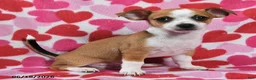 Chihuahua dogs for sale: Teddy - Ad 2