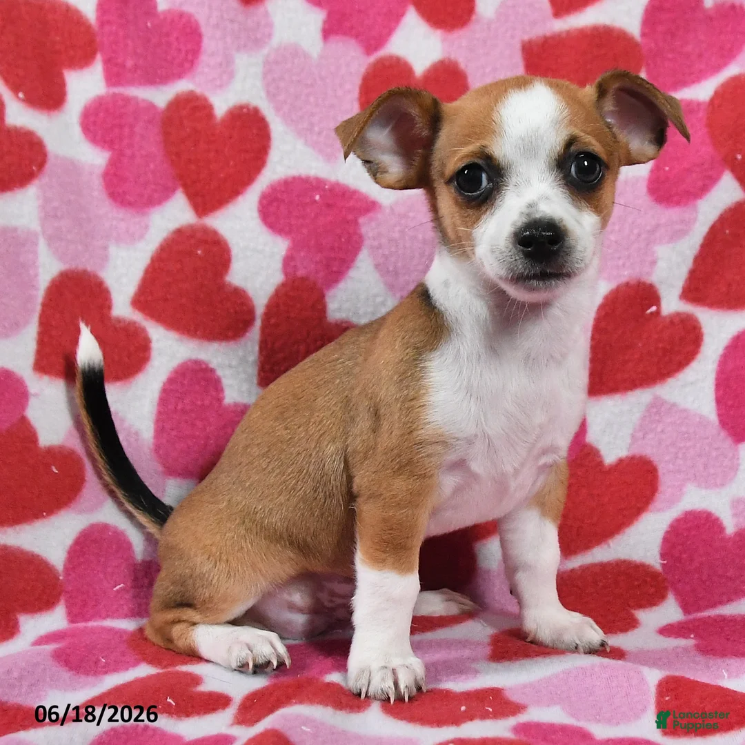 Chihuahua dogs for sale: Teddy - Ad 2