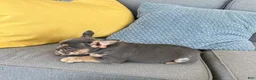 French Bulldog dogs for sale: Maggie - Ad 4
