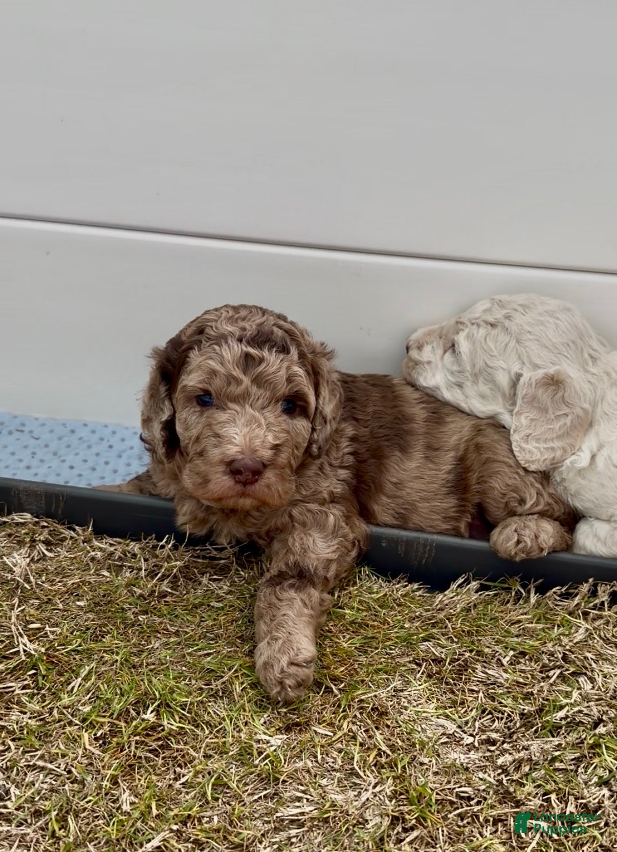 Mixed Breed dogs for sale: Jellybean - Ad 1