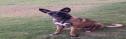 Belgian Malinois dogs for sale: Belgian Malinois 5 (Neo) - Ad 4