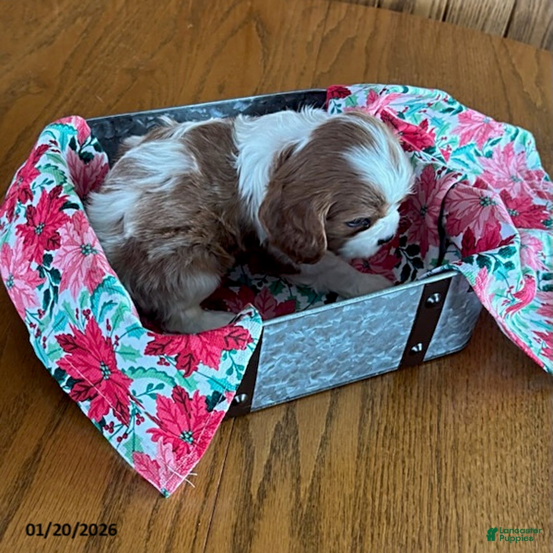 Cavalier King Charles Spaniel dogs for sale: Anise - Ad 3