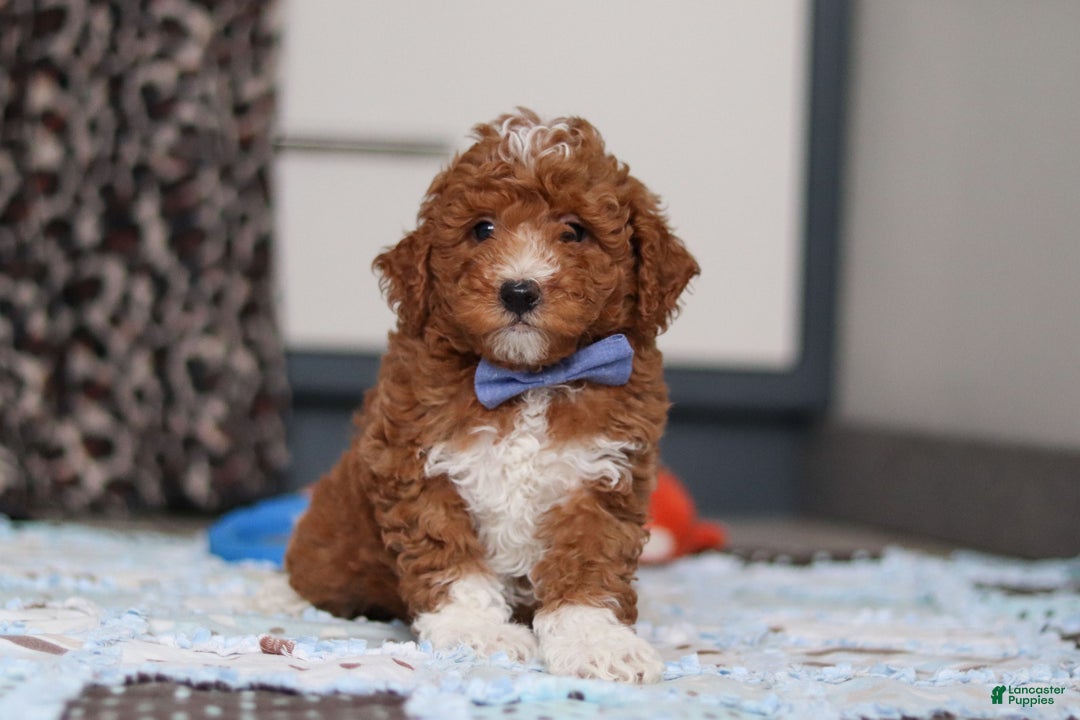 Goldendoodle dogs for sale: Falco - Ad 8