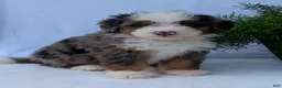 Mini Bernedoodle dogs for sale: Mini Louie  - Ad 13